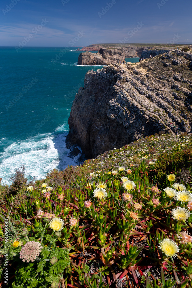 Yellow flowers of the Hottentot-fig at the coast near Cabo de Sao Vicente, the southwesternmost point of mainland Europe in Portugal.