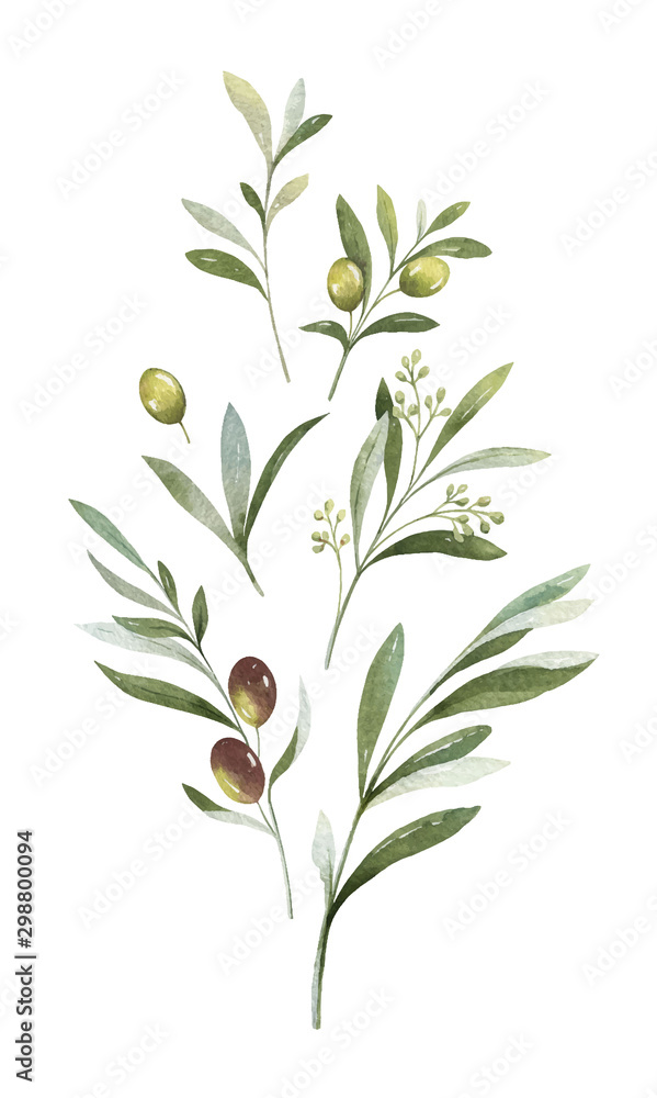 Fototapeta premium Watercolor vector bouquet of olive branches and flowers.