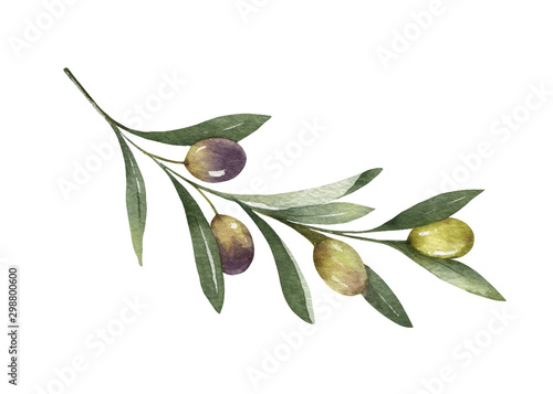 Watercolor vector olive branch with leaves and fruits.