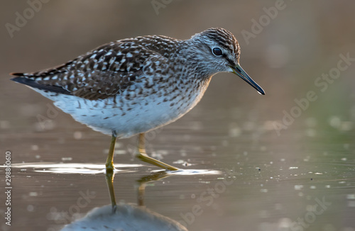 Wood sandpiper goes through water in search of insects and other food