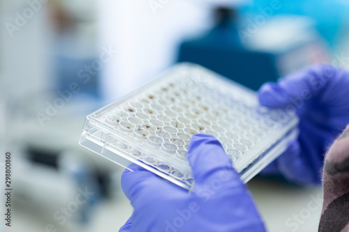 Bild auf Leinwand Study of fish blood composition with 96 wells microplate for laboratory testing