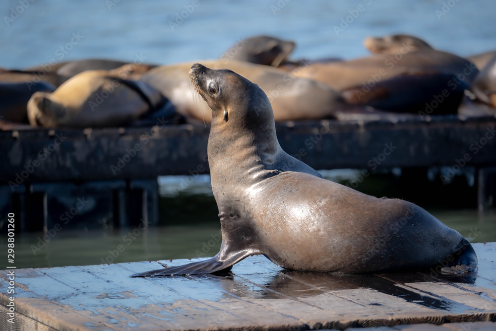 Naklejka premium sea lions in pier 39