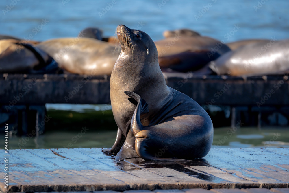 Fototapeta premium Zalophus californianus Californian sea lions