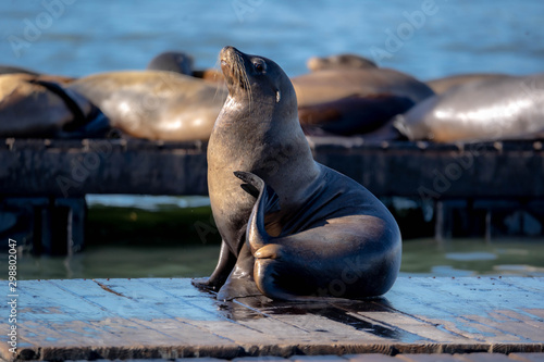 Zalophus californianus Californian sea lions