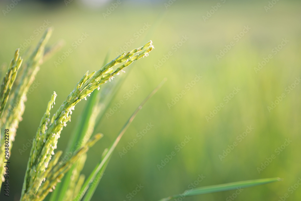 Green rice paddy field macro