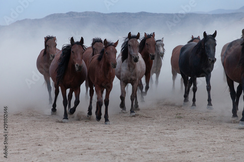 herd of horses in the countryside