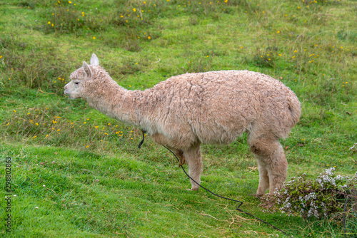 Cute alpaca is walking in the park in Cusco (Peru)