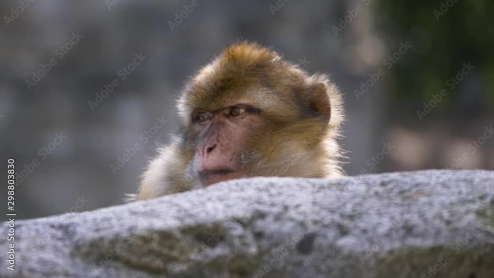 Adorable Barbary Macaque monkey is looking straight in the camera, beautiful close up shot. 4k slow motion Adorable Barbary Macaque monkey is looking straight in the camera, beautiful close up shot. 4k slow motion