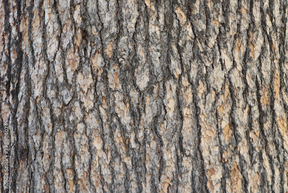 Pine tree bark texture with beautiful pattern - obrazy, fototapety, plakaty 