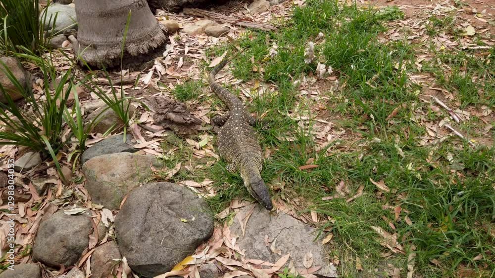 Australian Goanna moving and climbing over rocks while flicking tongue Australian Goanna moving and climbing over rocks while flicking tongue