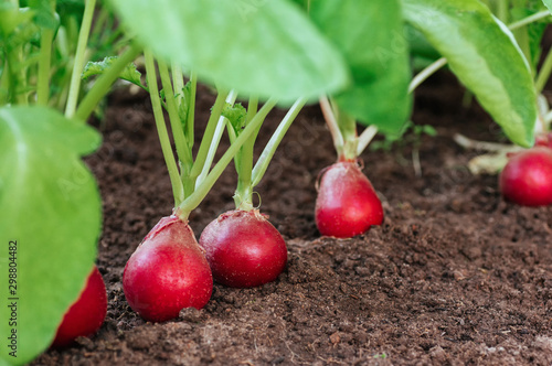 Ripe red radish in the ground on the garden. eco-foods, vegetable growing, healthy nutrition. Vegan concept.