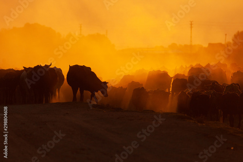 herd of cows on a road in a village at sunrise © lindacaldwell