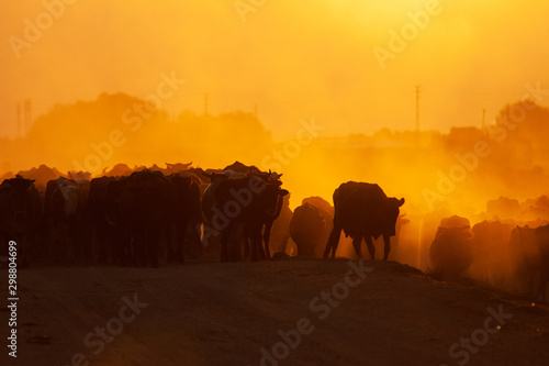 Fototapeta Naklejka Na Ścianę i Meble -  herd of cows on a road in a village at sunrise