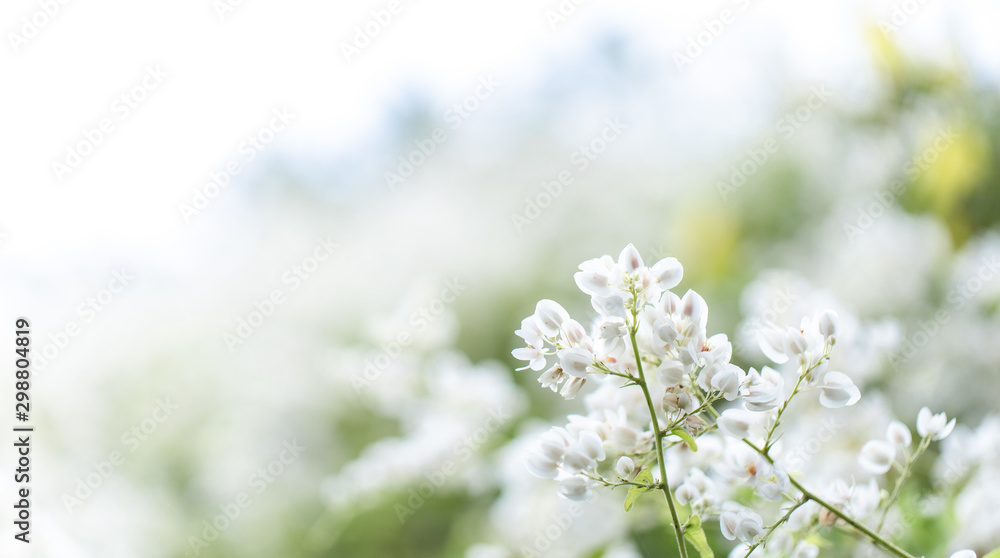 close-up view of white blossom with blur white flower on background