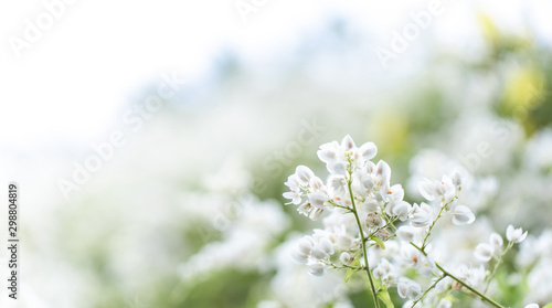 close-up view of white blossom with blur white flower on background © Poom Pryt 