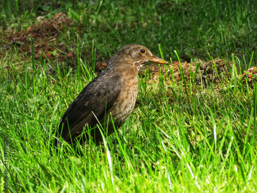song thrush on the grass