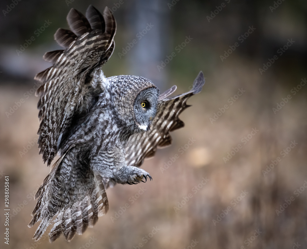 Fototapeta premium Great Gray Owl in Alberta Canada