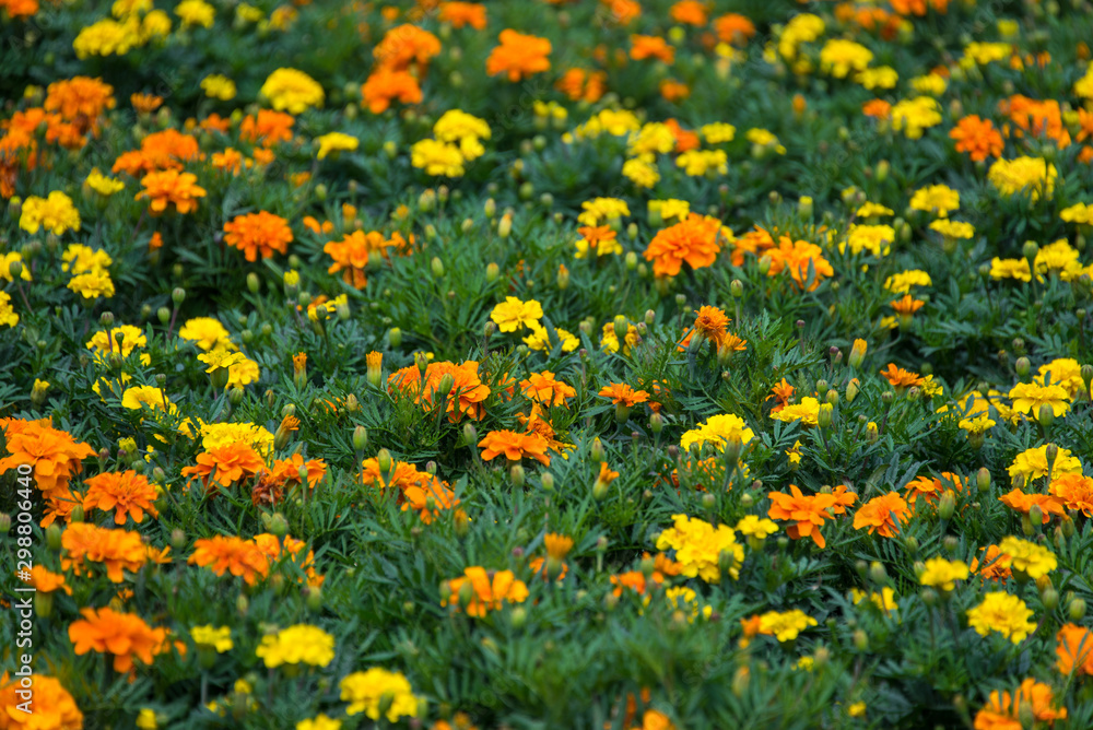 Orange marigolds in Lima (Peru) Orange marigolds in Lima (Peru)