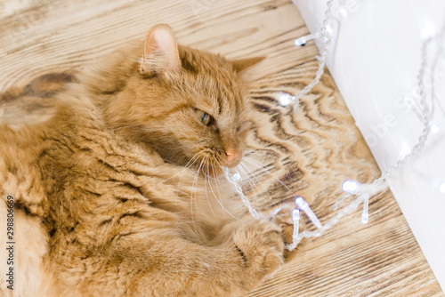 Fototapeta ginger cat biting a garland