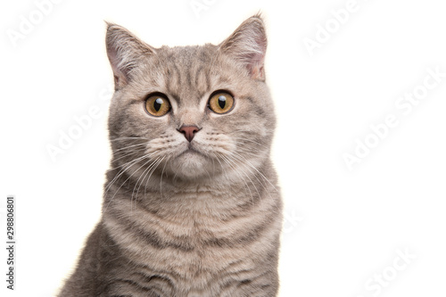 Portret srebrnego pręgowanego kota brytyjskiego krótkowłosego patrzącego w kamerę na białym tle