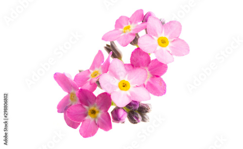 pink forget-me-nots isolated