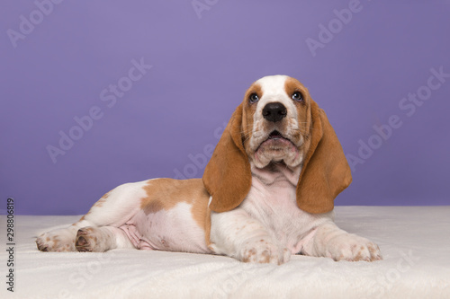 Cute basset hound puppy lying down seen from the side and looking at the camera on a purple background
