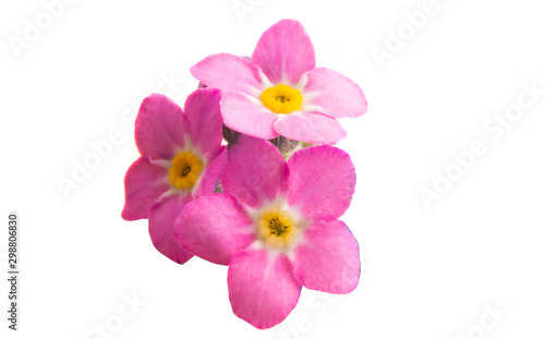 pink forget-me-nots isolated