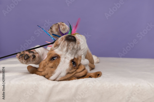 Cute basset hound puppy roling over playing on a purple background photo