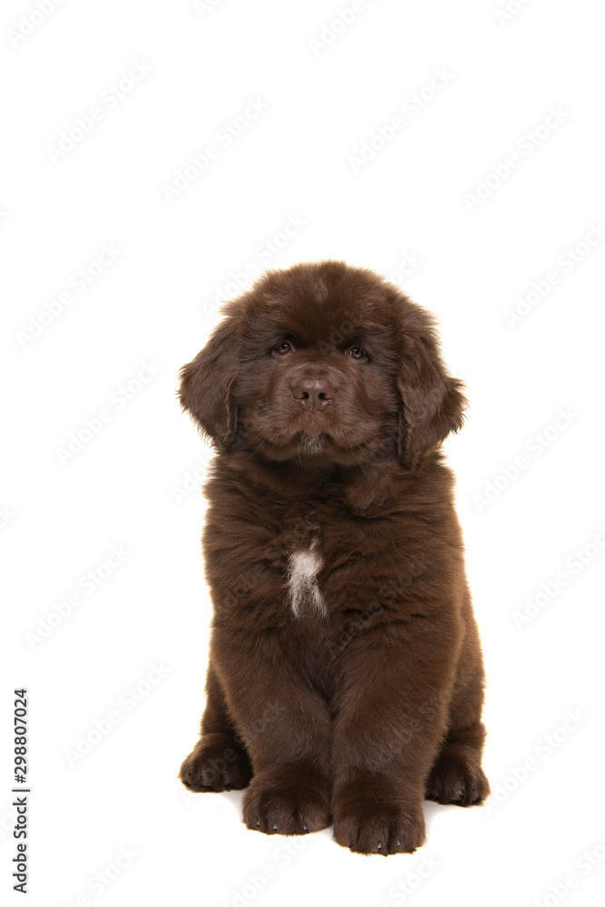 Cute sitting brown Newfoundland dog puppy looking at the camera isolated on a white background