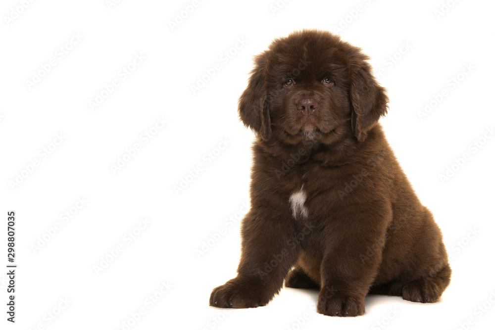Cute sitting brown Newfoundland dog puppy looking at the camera isolated on a white background seen from the side
