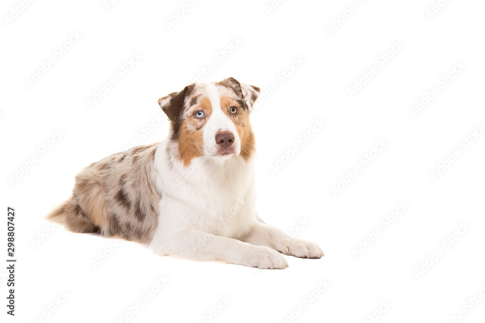Pretty australian shepherd dog looking at the camera lying down isolated on a white background