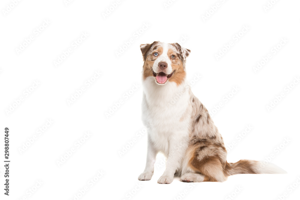 Pretty happy australian shepherd dog looking at the camera sitting isolated on a white background with space for copy