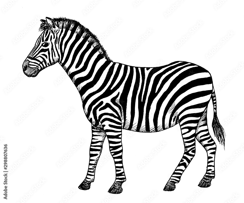 Drawing of Zebra. Sketch of African mammal Equus quagga, black and