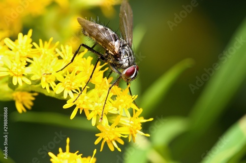 Close up of fly on yellow flower, Danubian wetland, Slovakia Europe
