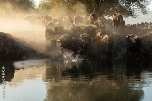 water buffalo crossing a pond at sunset