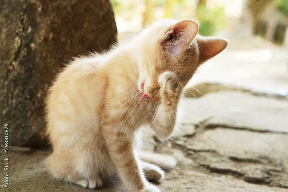 Orange kitten cat washing face Stock Photo | Adobe Stock