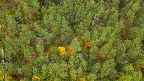Aerial top down view multi-colored forest in autumn day. Natural foliage background. Drone photo of wild nature.