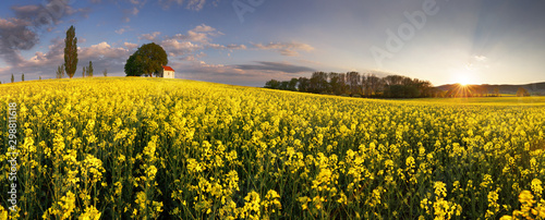 Sunset over canola field with path in Slovakia