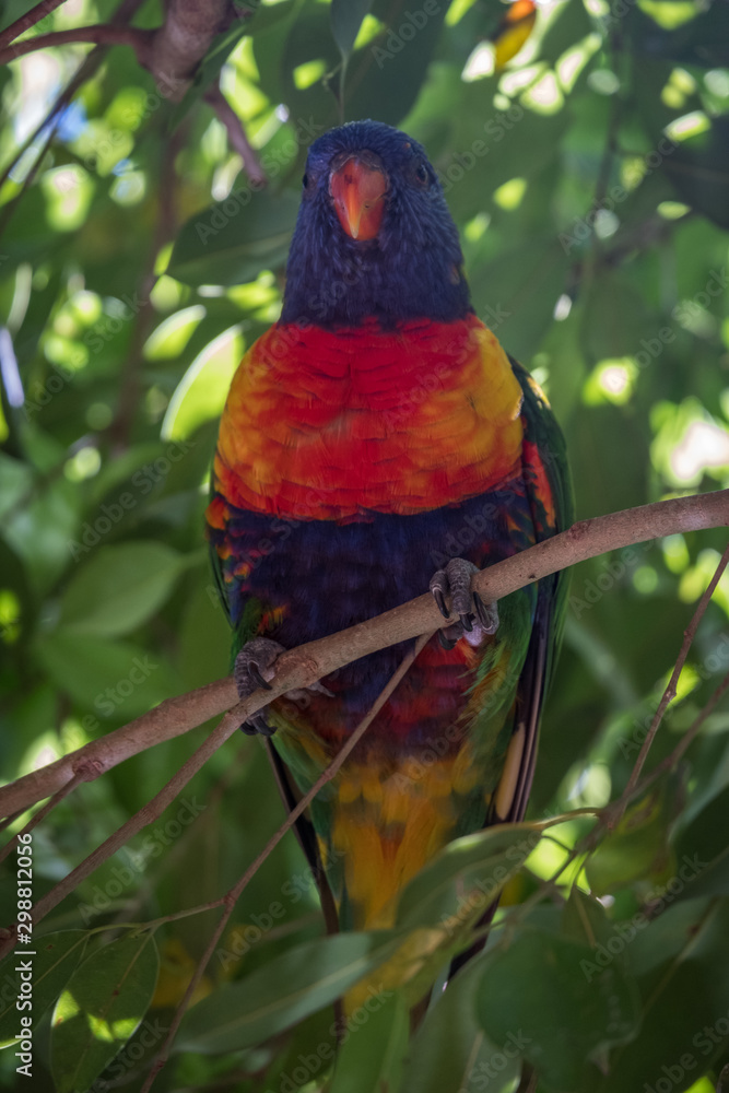 Obraz premium Rainbow lorikeet in a tree