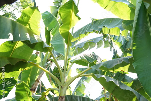 Some banana leaf pattern background