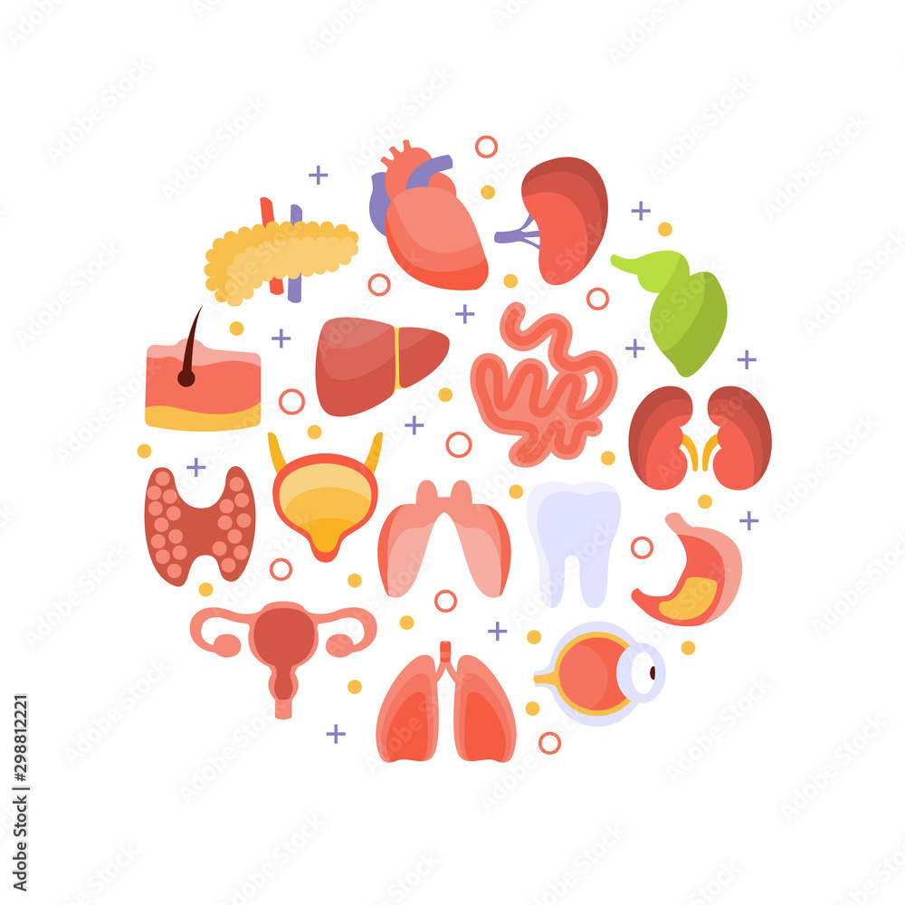 Human Iinternal Organs of Round Shape, Healthcare and Medical Vector Illustration
