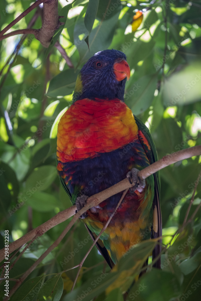 Obraz premium Rainbow lorikeet in a tree 