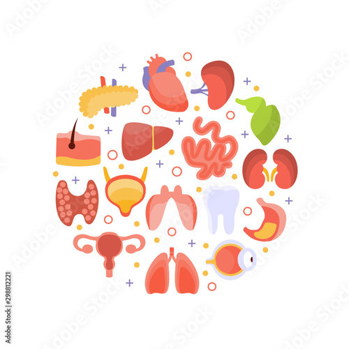 Human Iinternal Organs of Round Shape, Healthcare and Medical Vector Illustration
