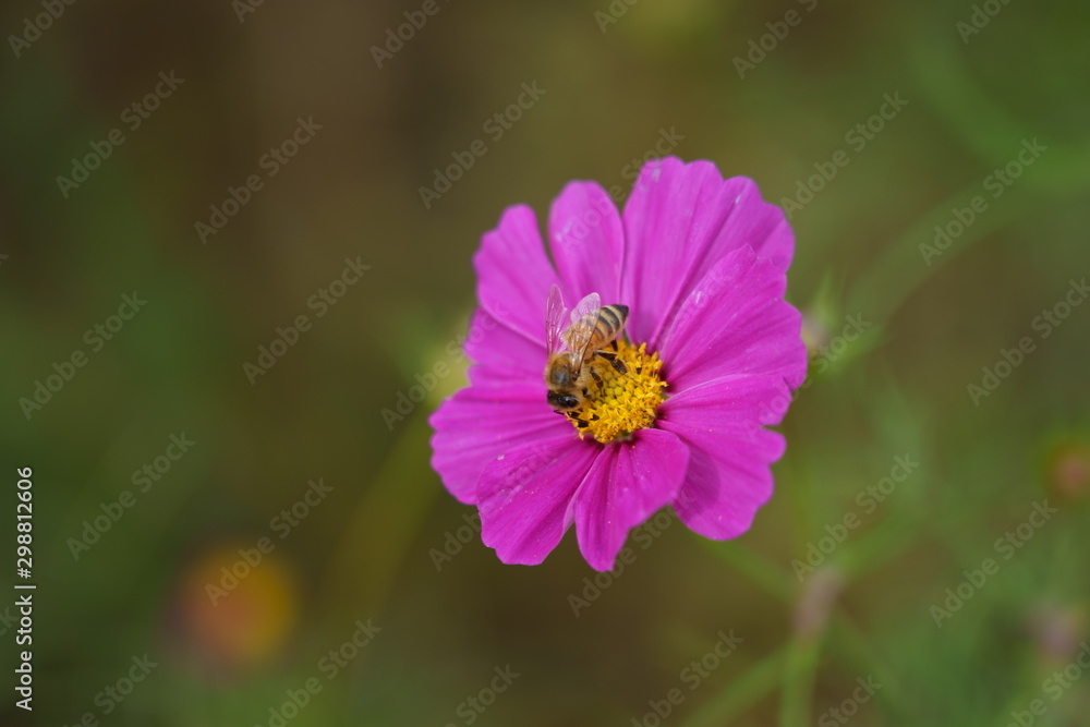 Cosmos flower and bees Cosmos flower and bees