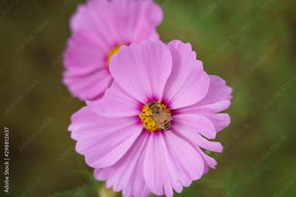 Cosmos flower and bees Cosmos flower and bees