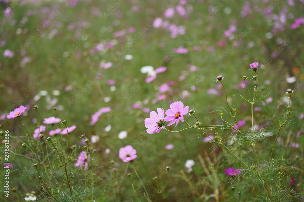 Cosmos flower and bees Cosmos flower and bees