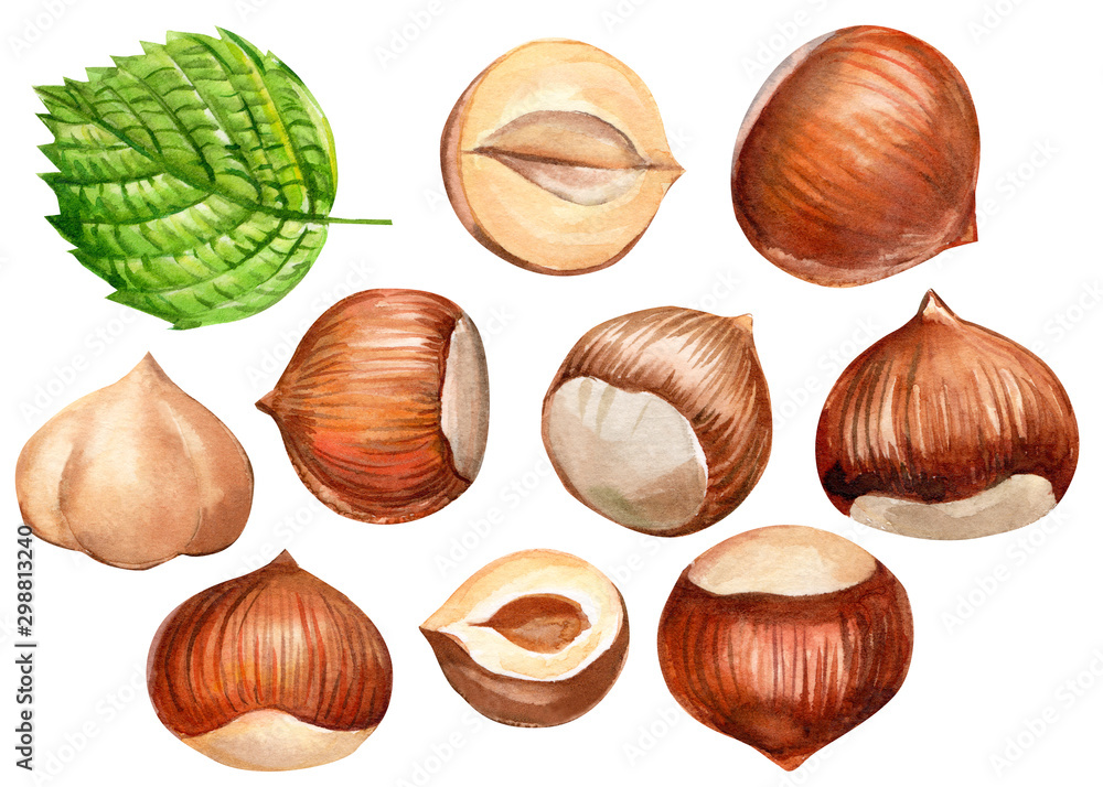 watercolor hazelnut, set of drawn nuts on a white background, sweet illustration watercolor hazelnut, set of drawn nuts on a white background, sweet illustration