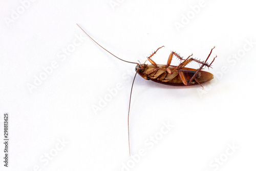 Cockroach isolated on white background. © Tony