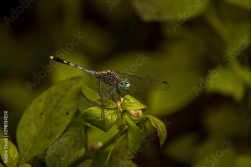 dragonfly on a leaf © Tanveer
