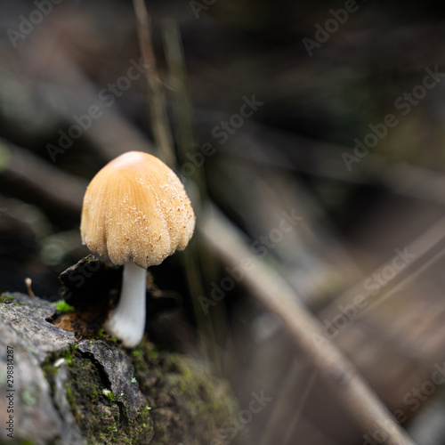 einzelner kleiner Pilz mit beiger haube photo